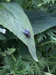 Calliphora