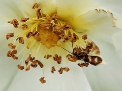 Micropterix aureatella