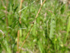 Vicia parviflora