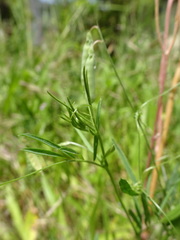 Vicia parviflora