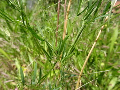 Vicia parviflora
