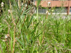 Vicia parviflora
