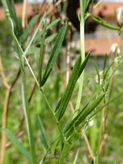 Vicia parviflora