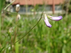 Vicia parviflora