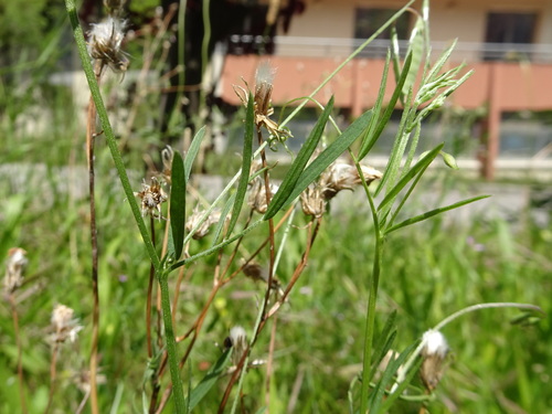 Image of Vicia parviflora by (c) Thomas Koffel, some rights reserved (CC BY)
