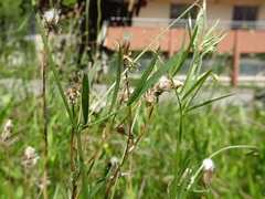 Vicia parviflora