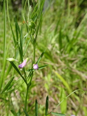 Vicia parviflora