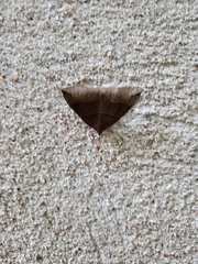 Parallelia bistriaris