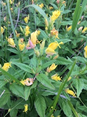 Oenothera pilosella