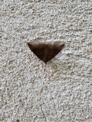 Parallelia bistriaris