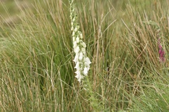 Digitalis purpurea