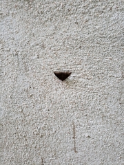 Parallelia bistriaris