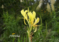 Canna glauca