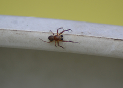 Araneus sturmi