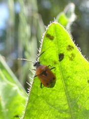 Deraeocoris punctum