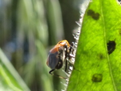 Deraeocoris punctum