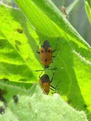 Deraeocoris punctum