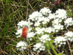 Trichodes octopunctatus