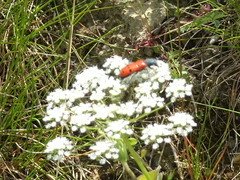Trichodes octopunctatus