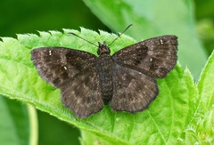 Staphylus ascalon
