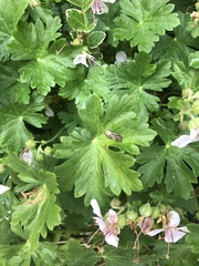Geranium macrorrhizum