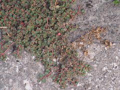 Euphorbia makinoi