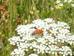 Trichodes octopunctatus