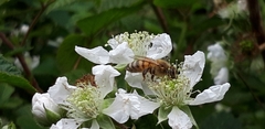 Apis mellifera