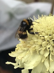 Bombus