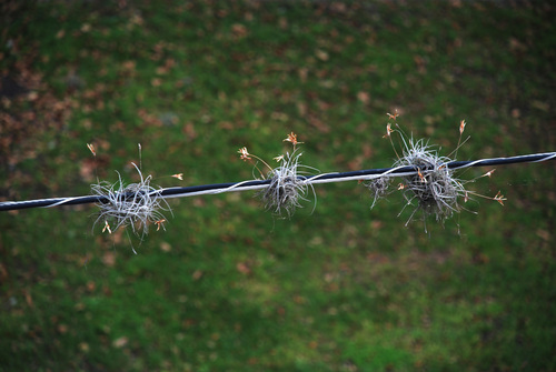 Tillandsia recurvata