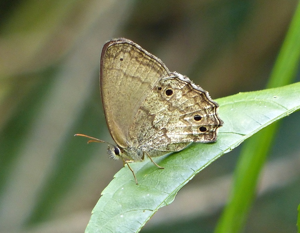 Carminda