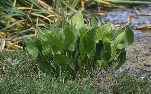 European Water-plantain