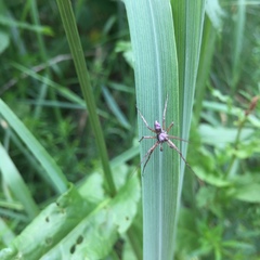 Philodromus aureolus