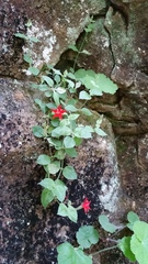 Silene rotundifolia
