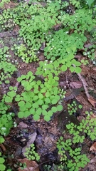 Thalictrum clavatum