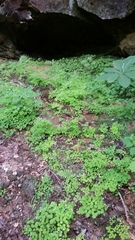 Thalictrum clavatum