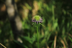 Phyteuma scheuchzeri