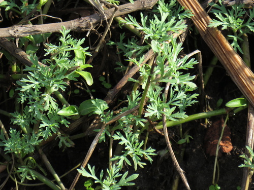 Image of Cotula nigellifolia by (c) Jeremy Gilmore, some rights reserved (CC BY)