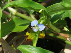Commelina diffusa diffusa