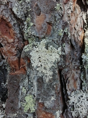 Parmeliopsis hyperopta