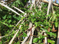 Commelina diffusa diffusa