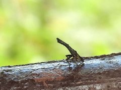 Pyrops candelaria