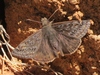 Juvenal's Duskywing - Photo (c) John Ratzlaff, some rights reserved (CC BY-NC-ND), uploaded by John Ratzlaff