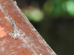 Pyrops candelaria
