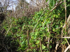 Commelina diffusa diffusa