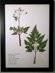Anthriscus sylvestris