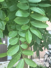 Styphnolobium