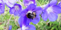 Bombus