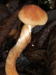 Laccaria laccata pallidifolia