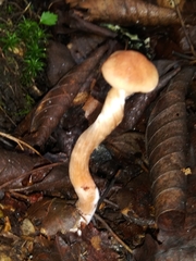 Laccaria laccata pallidifolia